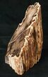 Free-Standing Petrified Wood (Cherry) - McDermitt, OR #16899-1